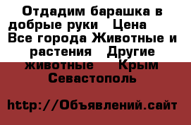 Отдадим барашка в добрые руки › Цена ­ 1 - Все города Животные и растения » Другие животные   . Крым,Севастополь